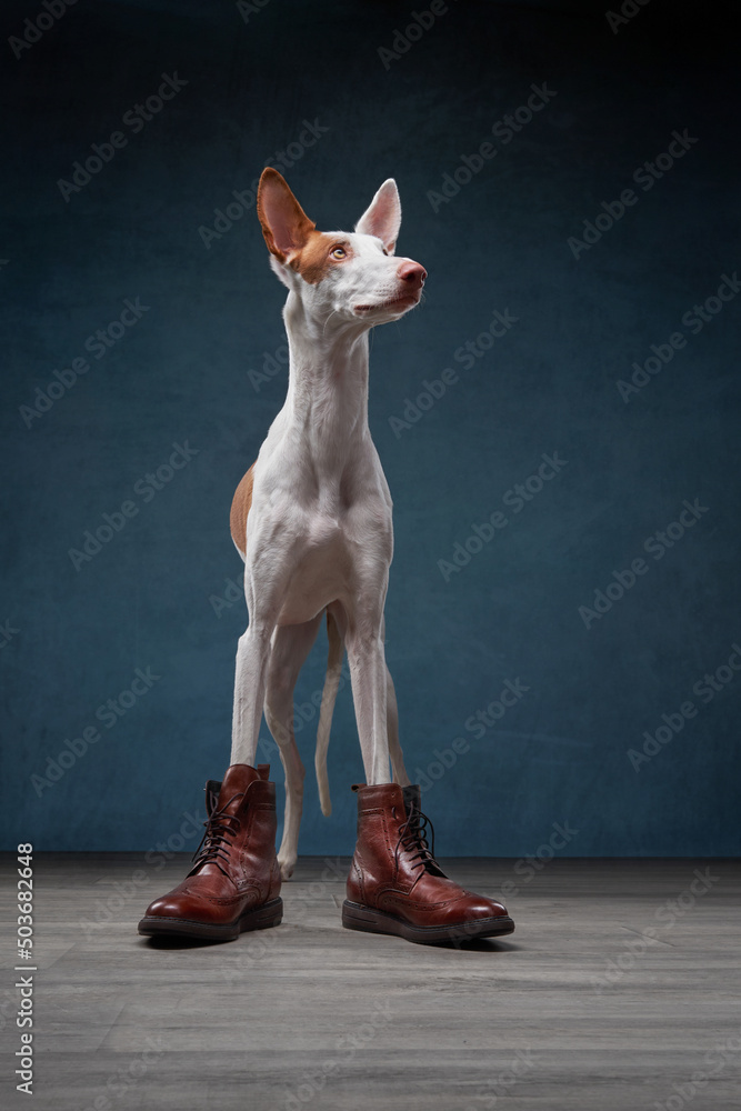 dog in boots. Funny photo. Podenko Ibicenko on a blue background. Slim spanish greyhound
