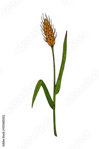 Hand drawn colored botanical vector illustration of a spikelet. Field plant drawing