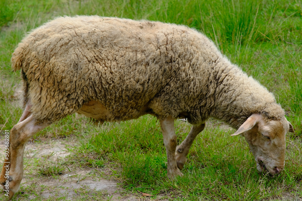 Sheep in a meadow on green grass, close-up Sheep in a meadow on green grass, close-up