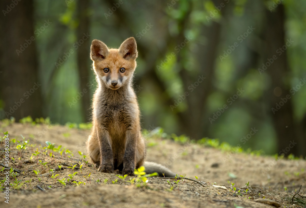 Obraz premium Cute young red fox in the forest ( Vulpes vulpes )
