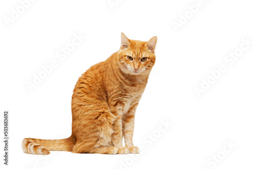 Ginger cat sitting sideways and looking into the camera. Isolated on white.
