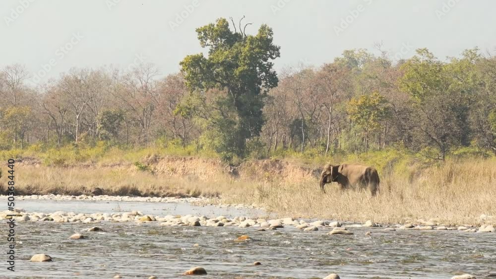 angry wild asian elephant running or pushing away a irritating bird with trunk in natural green ramganga river landscape at jim corbett national park forest uttarakhand india - Elephas maximus indicus angry wild asian elephant running or pushing away a irritating bird with trunk in natural green ramganga river landscape at jim corbett national park forest uttarakhand india - Elephas maximus indicus