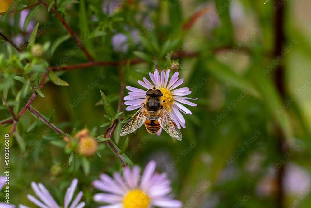 custom made wallpaper toronto digitalBee collects nectar from a purple flower.