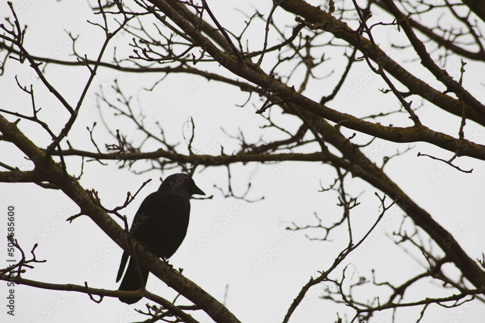 crow on tree