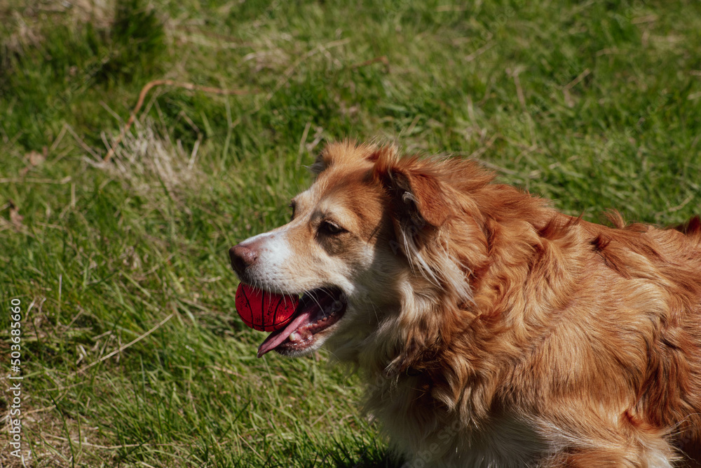 border collie with ball border collie with ball