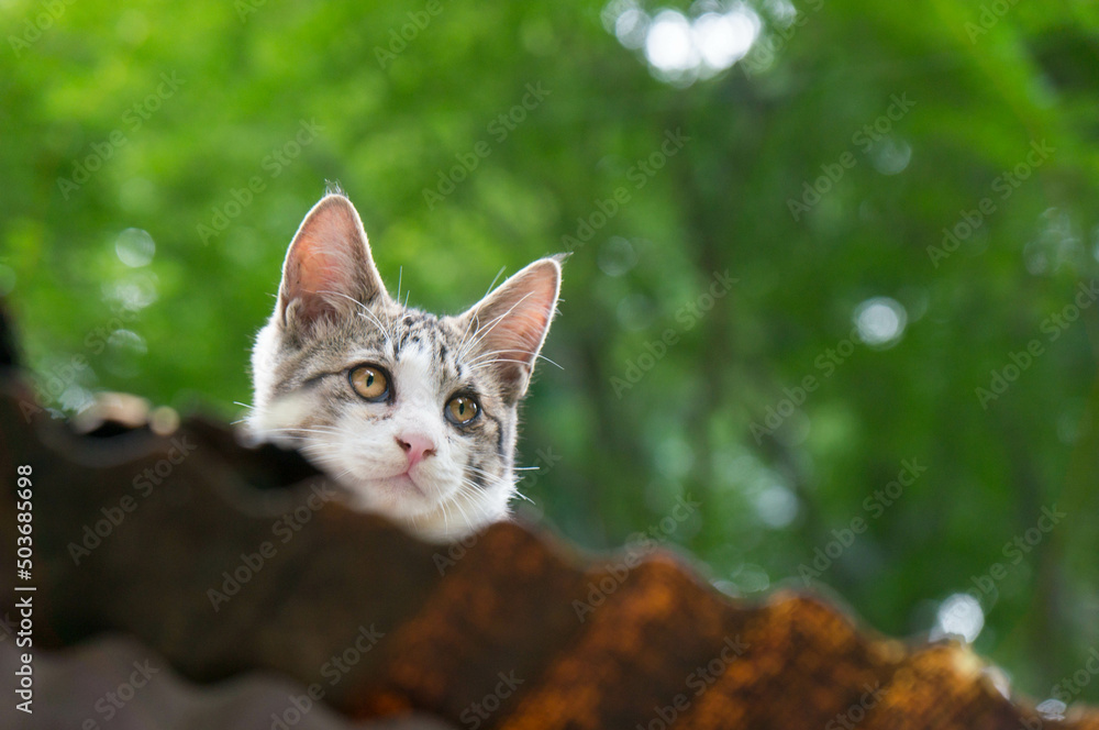 A cat living in a Japanese forest A cat living in a Japanese forest