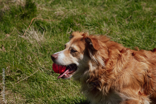 border collie with ball