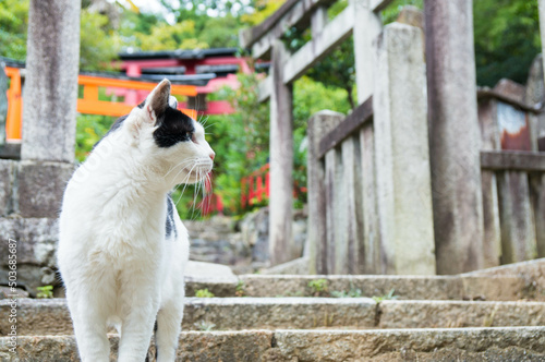 A cat living in Fushimi Inari Taisha Shrine in Japan