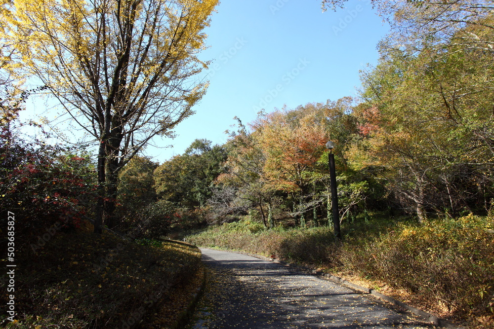 Obraz premium 色付いたイチョウと遊歩道
