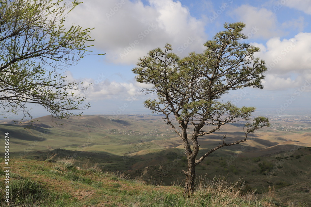 A trees with a rounded crown and young foliage stands in the foreground, against the backdrop of a green mountain valley and clouds on a sunny day. A trees with a rounded crown and young foliage stands in the foreground, against the backdrop of a green mountain valley and clouds on a sunny day.