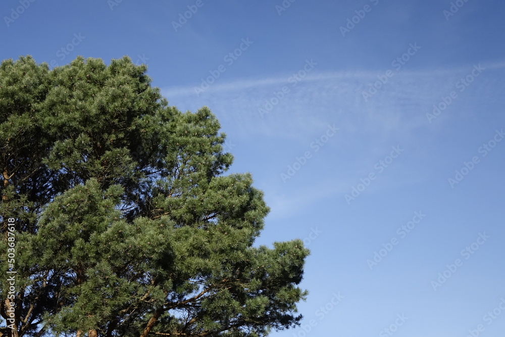 Obraz premium Low angle view: Right top of large pine tree (Pinus, Pinoideae) under a blue spring sky (horizontal), Sahlenburg, Lower Saxony, Germany
