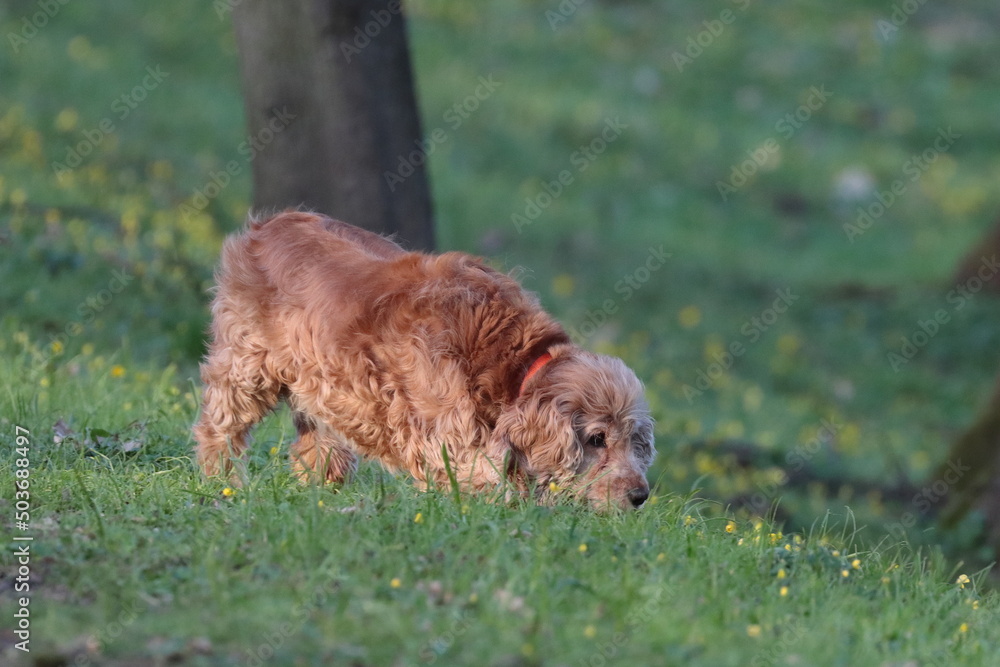 Fototapeta premium dog in the grass