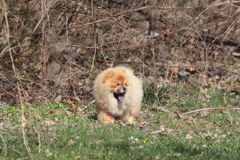 chow chow puppy in the grass