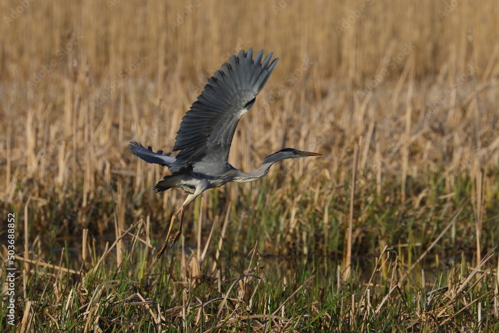 Fototapeta premium blue heron in flight
