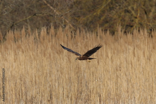 marsh harrier bird  moor buzzard