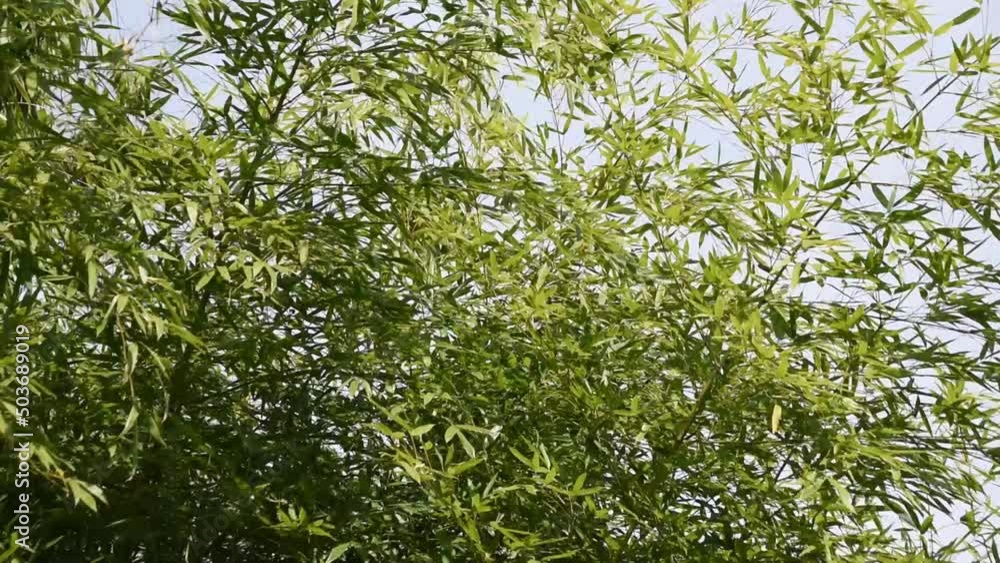 Bamboo branches swinging in the wind Bamboo branches swinging in the wind