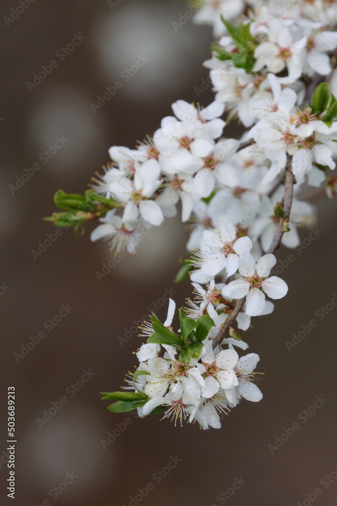 white cherry blossom