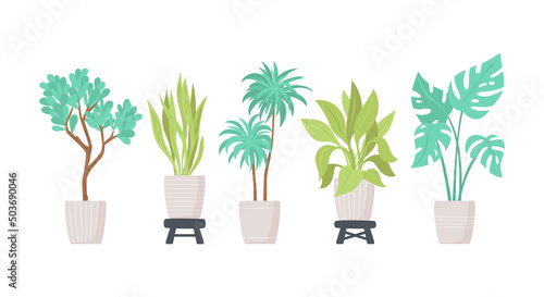 A set of potted plants for the interior. Vector isolated flat illustration