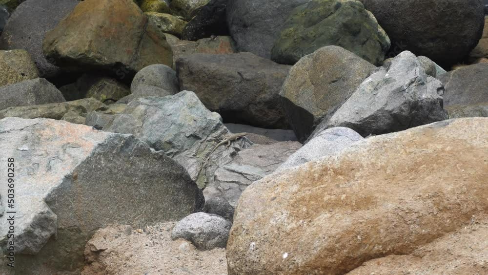 closeup of a lizard walking slowly hiding on a rock on the sea shore with the waves of the sea crashing with the stones in the day in 4k closeup of a lizard walking slowly hiding on a rock on the sea shore with the waves of the sea crashing with the stones in the day in 4k