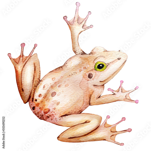 Watercolor fantastic creature, monster, weird animal, frog