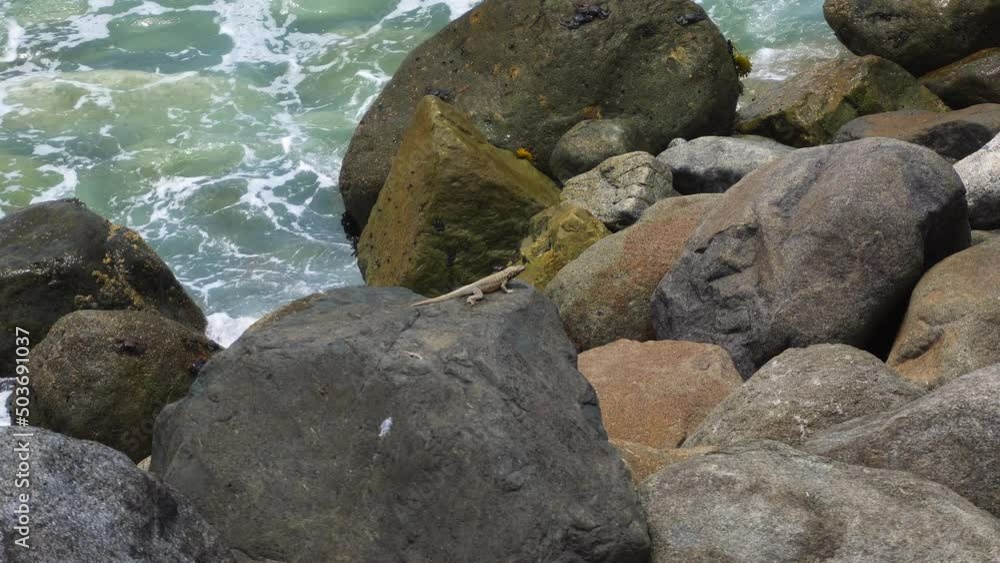 closeup of a lizard on a rock with crabs in the background and on the shore of the sea with the waves of the sea crashing with the stones in the day in 4k closeup of a lizard on a rock with crabs in the background and on the shore of the sea with the waves of the sea crashing with the stones in the day in 4k