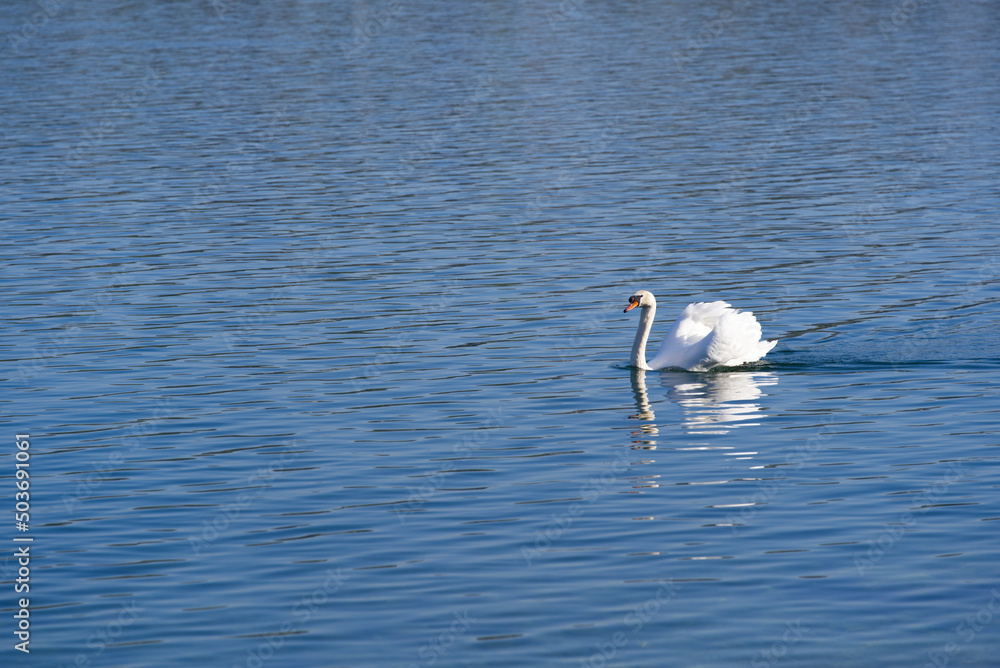 White swan swimming on Lake Zürich at City of Rapperswil-Jona, Canton St. Gallen, on a sunny spring day. Photo taken April 28th, 2022, Rapperswil-Jona, Switzerland. White swan swimming on Lake Zürich at City of Rapperswil-Jona, Canton St. Gallen, on a sunny spring day. Photo taken April 28th, 2022, Rapperswil-Jona, Switzerland.
