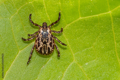 American Dog Tick - Dermacentor variabilis