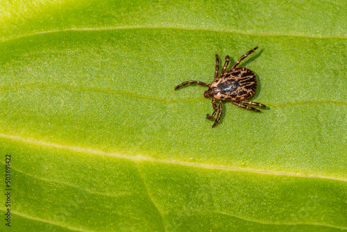 American Dog Tick - Dermacentor variabilis photo