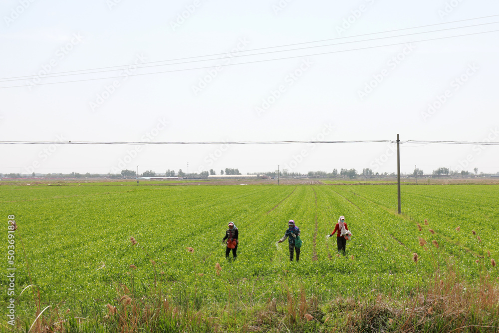 farmers spray fungicides in wheat fields, North China farmers spray fungicides in wheat fields, North China