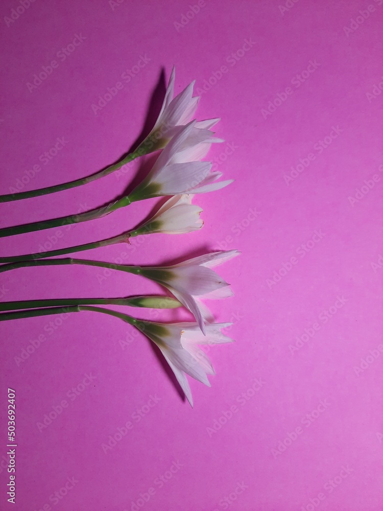 Naklejka premium Chocolate flowers on pink papers