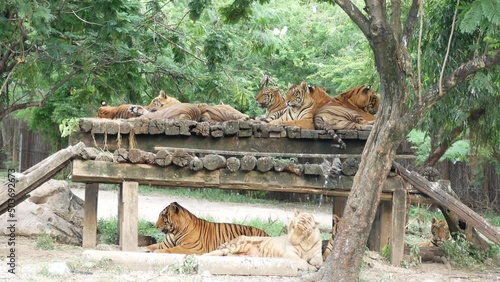 Group tiger in the zoo