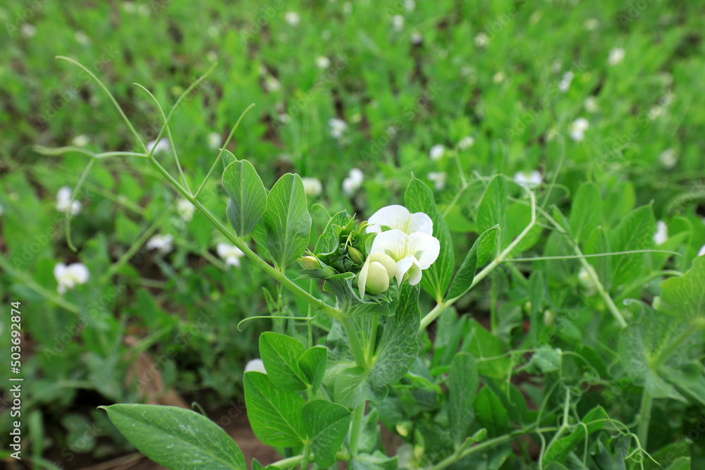 Pea flowers in full bloom on a farm in North China Pea flowers in full bloom on a farm in North China