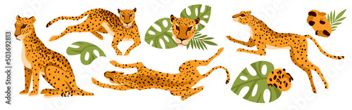 Leopard, African animals with tropical leaves set vector illustration. Cartoon cute portrait of predators sitting among plants, jumping and running for prey isolated on white. Safari, jungle concept