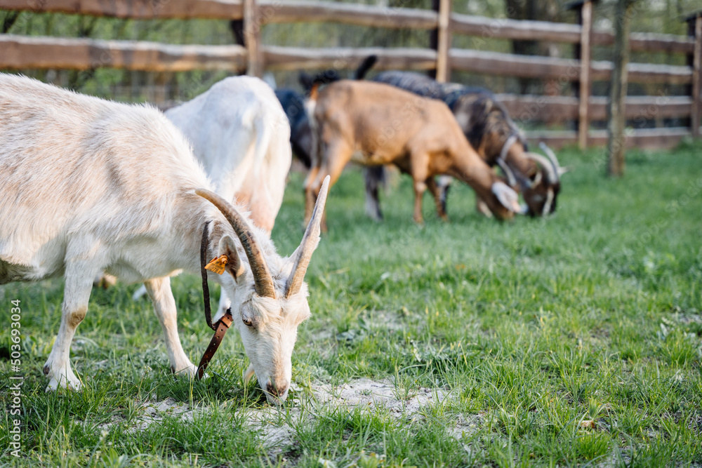 A several goats grazed on a meadow and eating grass and flowers in spring time. Goat's farm. A several goats grazed on a meadow and eating grass and flowers in spring time. Goat's farm.
