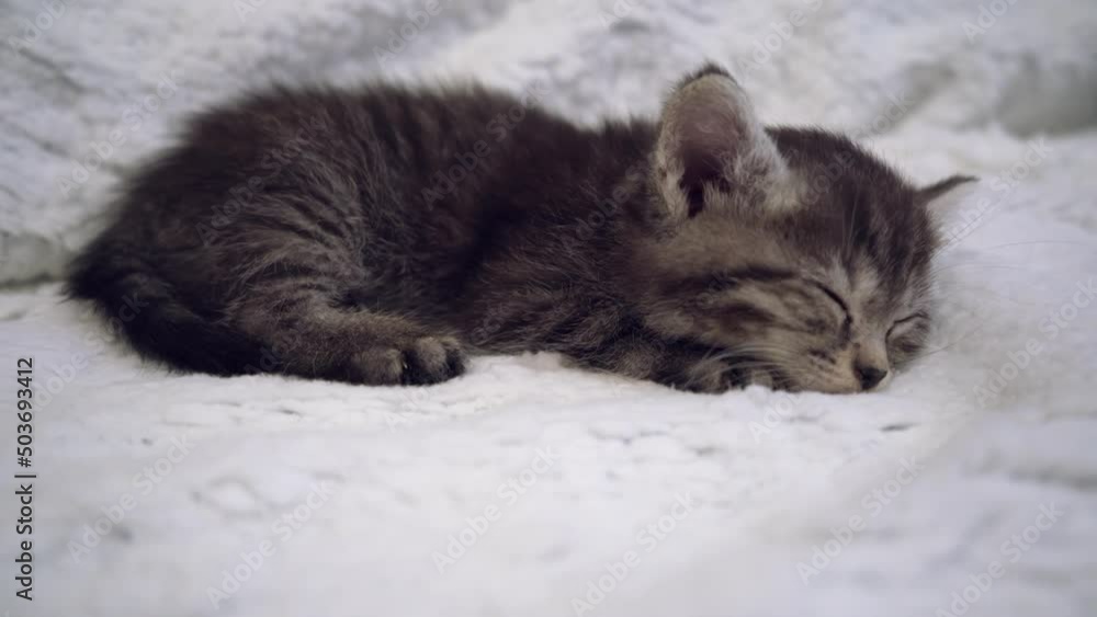 cute striped kitten is sleeping. sleeping kitten on a light background cute striped kitten is sleeping. sleeping kitten on a light background