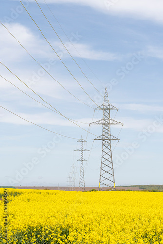 A line of electric poles with cables of electricity in a rape field with a blue sky in background.