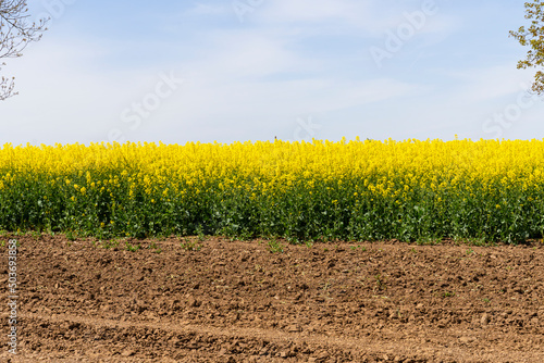 Bright blooms rapeseed against blue sky.