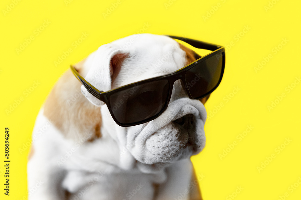 English bulldog. Pets. Thoroughbred dog with glasses on a yellow background