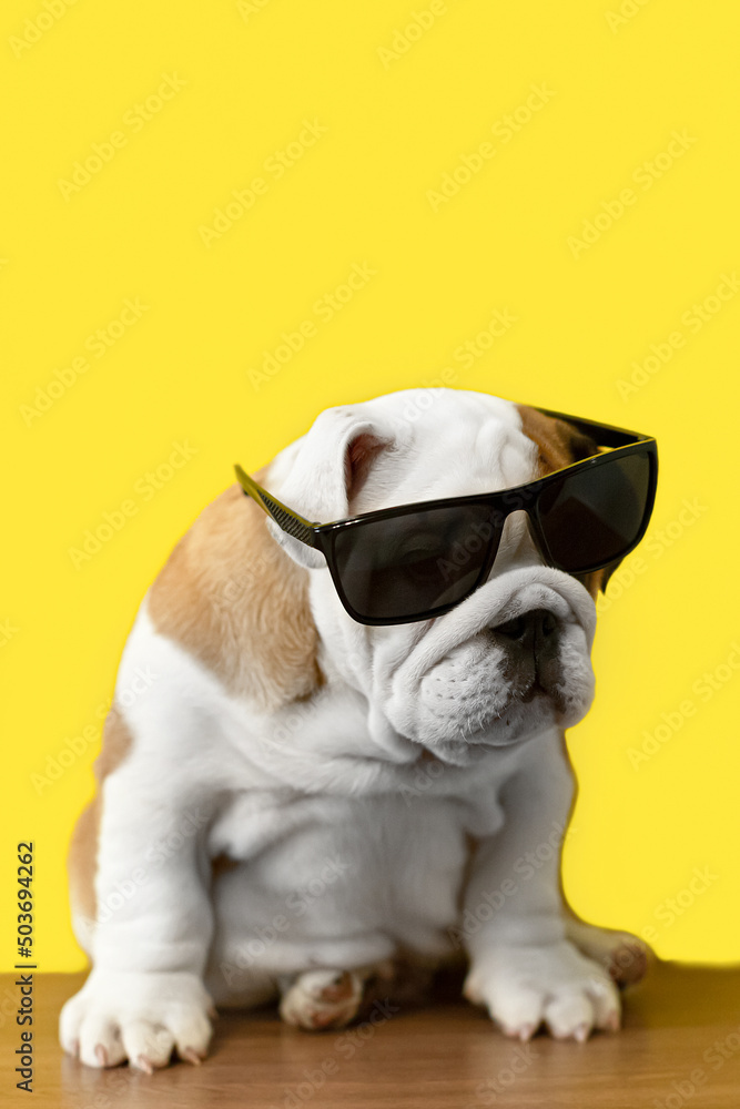 English bulldog. Pets. Thoroughbred dog with glasses on a yellow background English bulldog. Pets. Thoroughbred dog with glasses on a yellow background