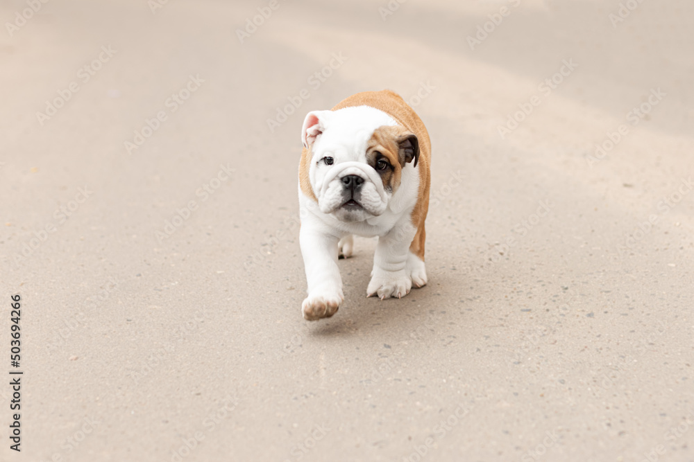 English bulldog. Pets. A thoroughbred dog