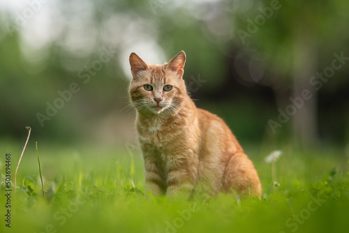 Tabby ginger cat resting on the lawn in the spring garden