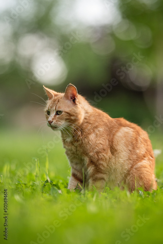 Tabby ginger cat resting on the lawn in the spring garden © honey_paws