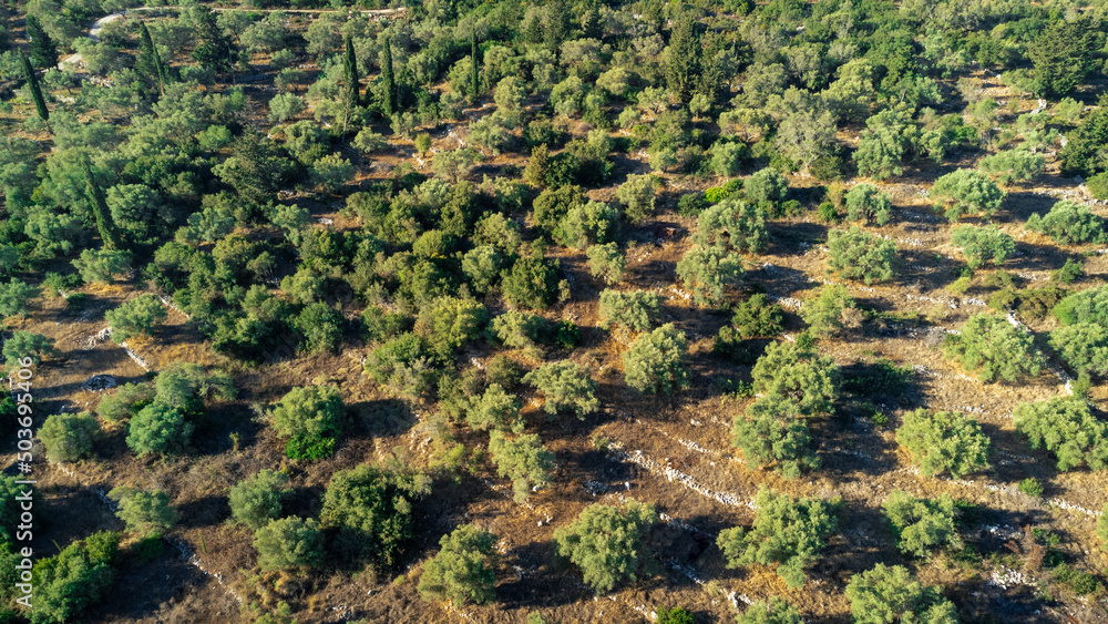 Aerial view of farmland in Lefkada island in Greece. There is cultivation of olive, with many olive trees. Aerial view of farmland in Lefkada island in Greece. There is cultivation of olive, with many olive trees.