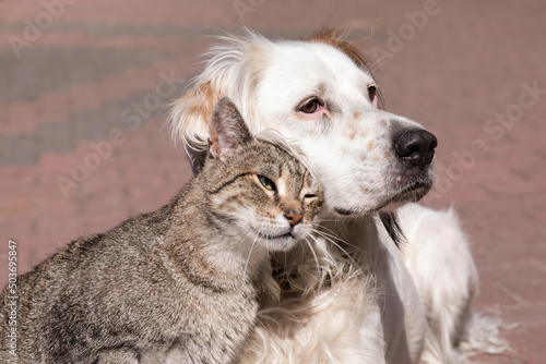 Obraz na płótnie Dog and cat playing together outdoor. Cat and dog friendship, cat and dog in love w salonie
