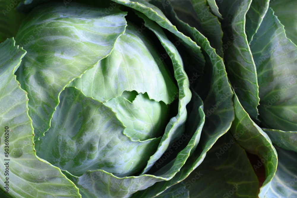 Obraz premium A head of cabbage. A fresh, spring vegetable