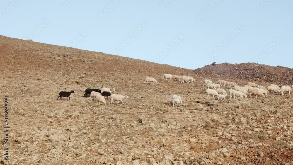 Huge flock of goats on rocky hilly terrain of Lanzarote island, handheld view Huge flock of goats on rocky hilly terrain of Lanzarote island, handheld view