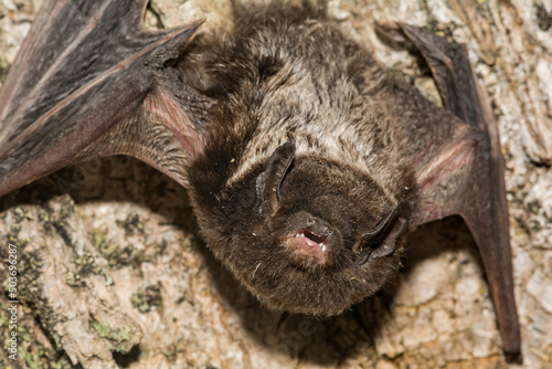 Silver-haired Bat - Lasionycteris noctivagans