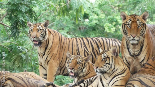 Group tiger in the zoo