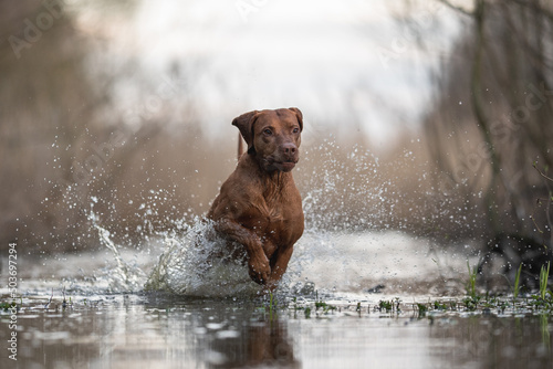 Hungarian vizsla dog playing in the water 