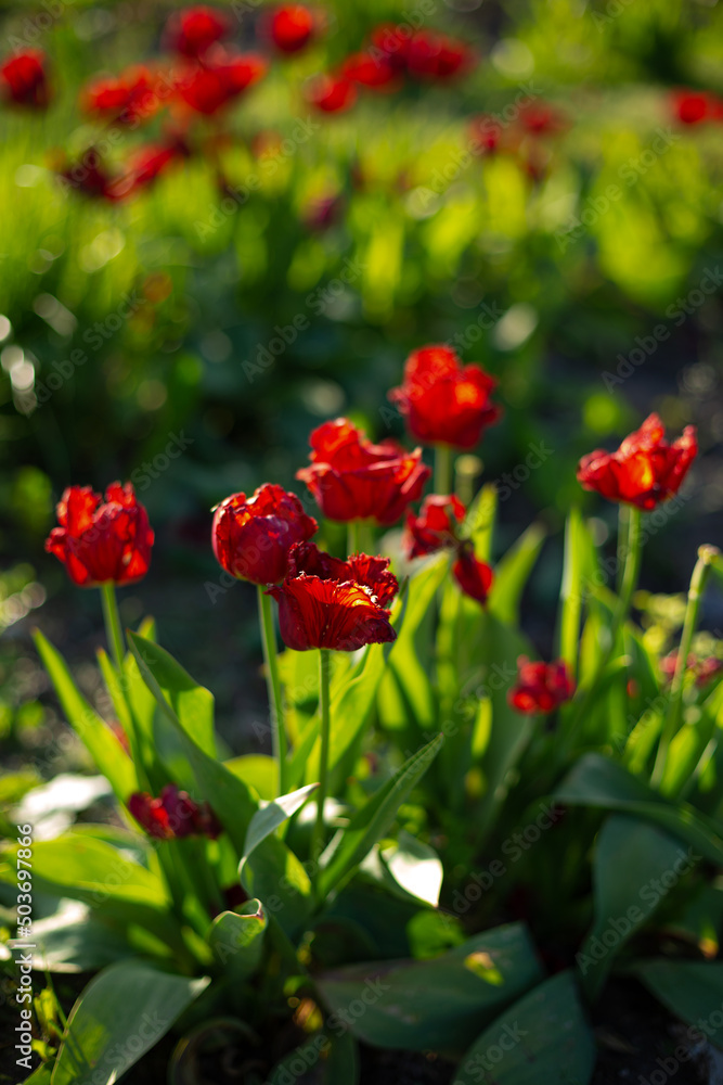 Obraz premium Nature background red tulips field summer plant gardening